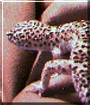 Leopard the Leopard Gecko