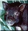 Ziggy the Ossabaw Miniature Pig
