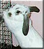 Tigger the Holland Lop Rabbit