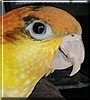 Ruckus the White Bellied Caique