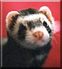 Coon the Sable Ferret