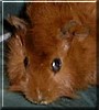 Rooh the Abyssinian Guinea Pig