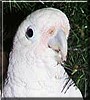 Squeaky the Goffins Cockatoo