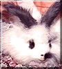 Gigglefeather the English Angora