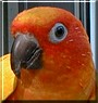 Bobbie the Sun Conure