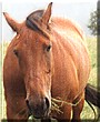 Miles the Standardbred Horse