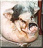 Roto the Potbelly Pig