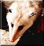 Nightcrawler the Opossum