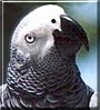 Bobby the Congo African Grey Parrot