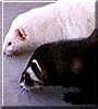 Banshee, Raven the Ferrets