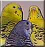 Dostoy, Sparkles, and Crystal the Parakeets
