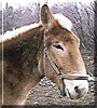 Timex the Mule, Belgian horse mix