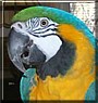 Sydney the Blue and Gold Macaw