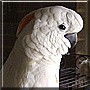 Baby the Moluccan Cockatoo
