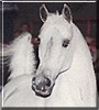 Epizod the Purebred Arabian Stallion