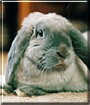 Roger the Mini French Lop