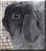 Kupcake the American Fuzzy Lop