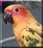 Pepper the Sun Conure Parrot
