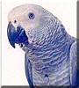 Jello the Congo African Grey Parrot
