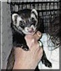 Eddie the Dark Sable Ferret