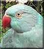 Claudia the Indian Ringneck Parrot