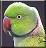 Pollie the Ringneck Parakeet