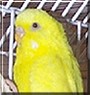 Tweety the Lutino Parakeet