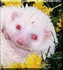 Krystl the Albino Hedgehog