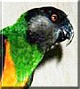 Kiwi the Senegal Parrot