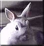 Dusty the Netherland Dwarf Rabbit