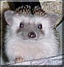 Gypsy the African Pygmy Hedgehog