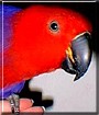 Blaze the Vosmeari Eclectus