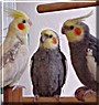 Jackie, Skipper, Apollo the Cockatiel