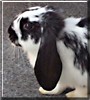 Sniffer the Mini Lop Bunny