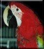 Bailey the Green Wing Macaw