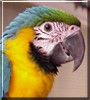 Merlin the Blue & Gold Macaw