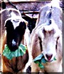 Bucky, Patches the LaMancha Goats
