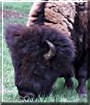 Cody the American Bison