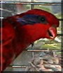 Sparky the Blue Streaked Lory