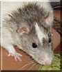 Barley the Rat