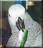 Dandy the African Grey Parrot
