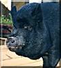 Floyd the Vietnamese Potbellied Pig