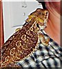 Spike the Bearded Dragon