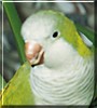 Kiwi the Quaker Parakeet