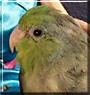 Opus the Pacific Parrotlet