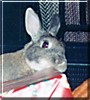 Jessie the Netherlands Dwarf Rabbit
