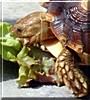 Stuci the Spur Thighed Tortoise