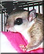 Skittles the Southern Flying Squirrel