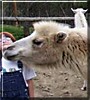 Kyzyl the Bactrian Camel