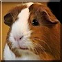 Penny the Guinea Pig